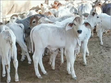 Tharparkar Cow - Healthy, Ivory White Breed | Highly Productive, Hardy, Easy to Train with Nutrient-Rich Milk