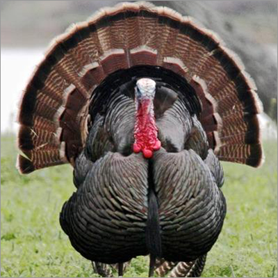 Turkey Chicks Meat - Cooked, Red Color | High Nutritional Value, Gluten-Free, Low-Carb, Easy to Digest, Immune System Booster