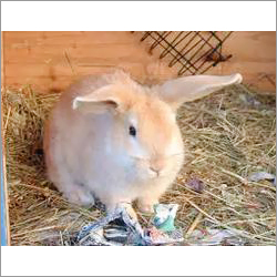 White Live Rabbits