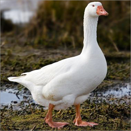 White Goose Bird For Breading