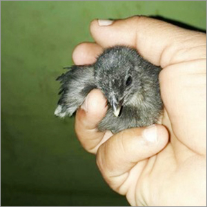 Black Kadakanath Chick