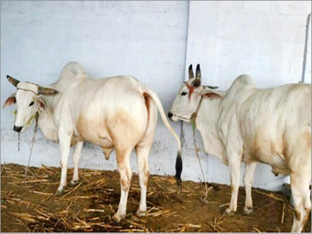 Tharparkar Bulls - 450 Kg, Medium Thick Horns, Strong Build for Agriculture | White Color, Low Food Consumption, 15 Years Old