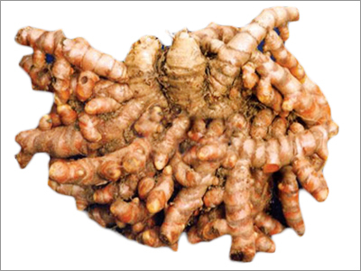 Hybrid Turmeric Seeds