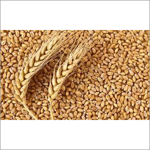 Wheat Grains