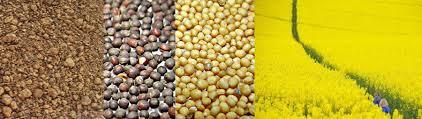 Rapeseed Rapeseed