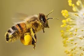 Bee Pollen