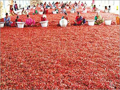 Andhra Chillies