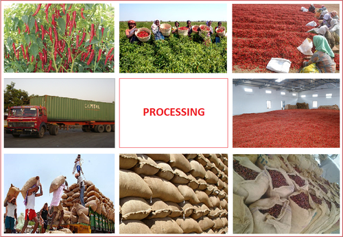 Dried Red Chilli Pepper Processing