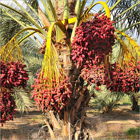 Date palm branches with ripe dates Northern israel