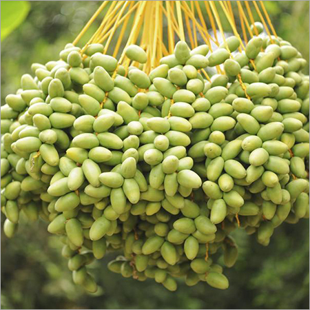 Seed