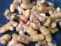 Curcuma Longa