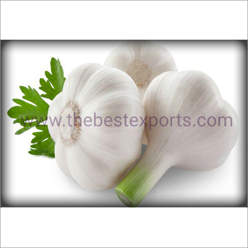 Garlic