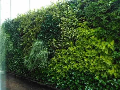 Vertical Gardens