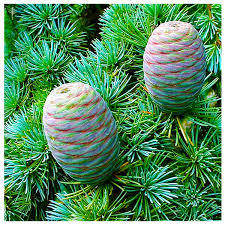 Atlas Cedar Oil Shelf Life: 2 Years