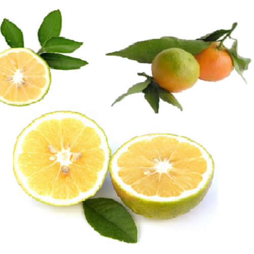 Bergamot Essential Oil - Cold Pressed Extracted from Fresh Peel, 10ml to 25kg Sizes, Natural Purity, Refreshing Citrus Aroma, 2-Year Shelf Life