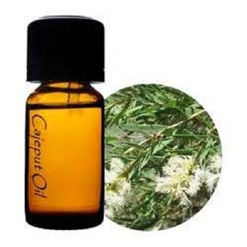Cajuput Oil - 100% Pure Steam Distilled, Eucalyptus Camphoraceous Aroma, Supports Respiratory Health And Digestive Relief