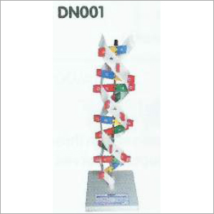 DNA Model