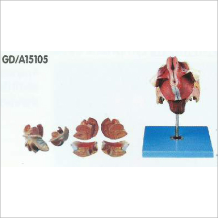 Female Genital Organs