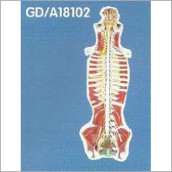 Spinal Cord In Spinal Canal Model