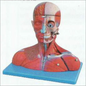 Head and Neck With Blood Vessels Model