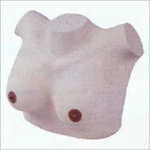 Breast Examination Model