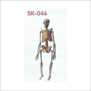 Mini Skeleton Model With Stand