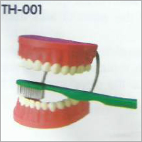 Giant Dental Care Model