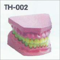 Dental Model