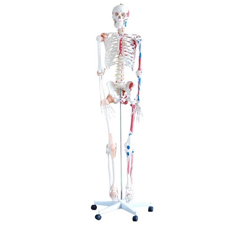 XC-101A Skeleton with Muscles and Ligaments 180cm Tall