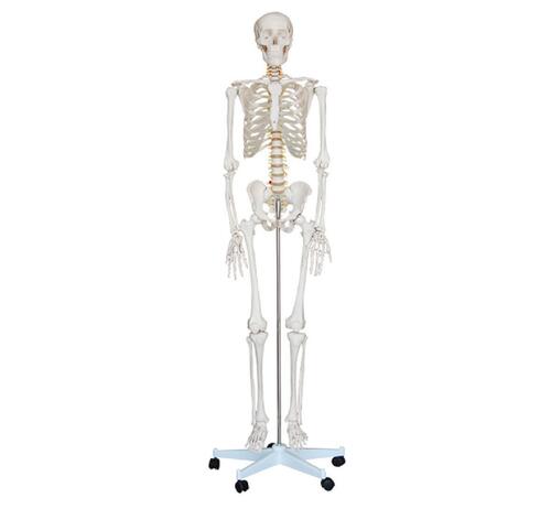 180cm Life Size Human Skeleton Model - Dimensions: 100x46x28 Centimeter (Cm)