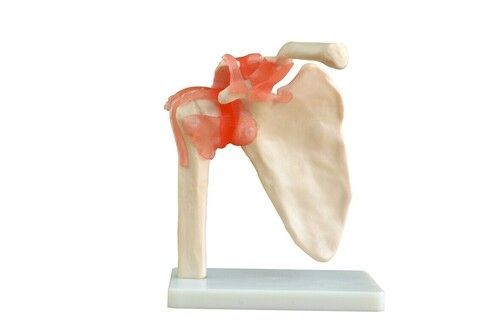 Xc-109 -Life-Size Shoulder Joint - Advantage: Educational Tool For Studying The Anatomy