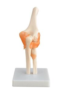 Xc-112- Life-size Elbow Joint - Dimensions: 17x14.5x24  Centimeter (cm)