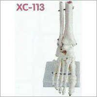 Life Size Foot Joint Model - Color: Realistic Skin Tone