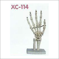 Life Size Hand Joint Model