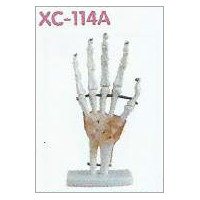 Life Size Hand Joint With Ligaments Model