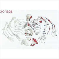 Disarticulated Painted Skeleton Model