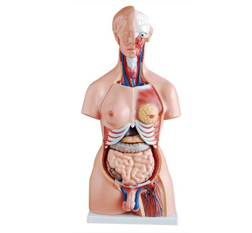 XC-204 -Unisex Torso 23 parts (85cm)