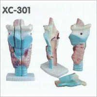 Magnified Human Larynx Model - Pvc Material , Realistic Skin Tone Ideal For Medical Students Educational Tool For Studying Anatomy