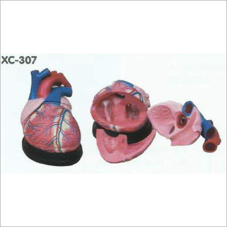 Jumbo Heart Model