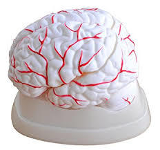 Brain with Arteries Model