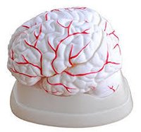 Brain with Arteries Model