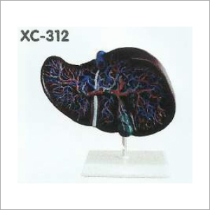 Life-size Liver Model