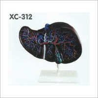 Life-size Liver Model
