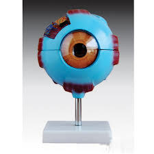 Giant Eye Model