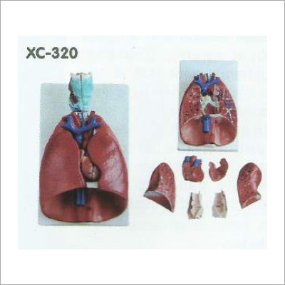 Larynx, Heart and Lungs Model