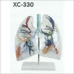 Transparent Lung Segment Model