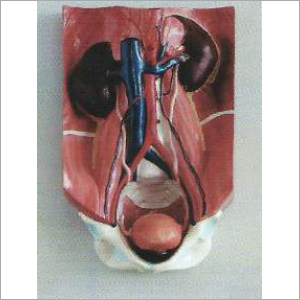 Urinary System Model