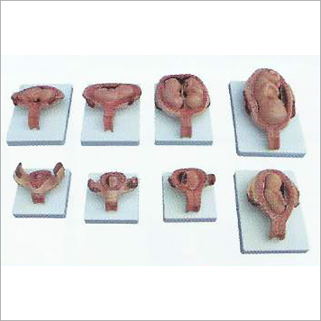 Fetus Development Process Model