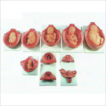 The Development Process for Fetus