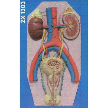 Human Excretory System Model